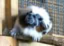 動物図鑑・ワタボウシタマリンの写真 8